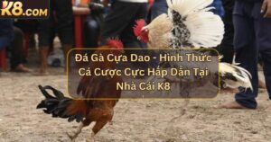 Đá Gà Cựa Dao - Hình Thức Cá Cược Cực Hấp Dẫn Tại Nhà Cái K8 