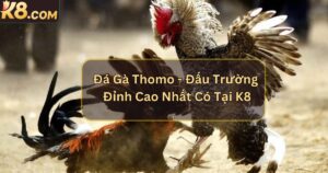 Đá Gà Thomo - Đấu Trường Đỉnh Cao Nhất Có Tại K8
